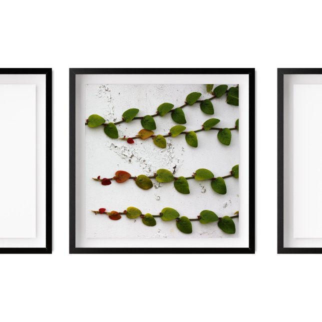 Climbing Fig Vine Ombre Photography  Poster (Creator Uploaded)