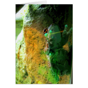 Climbing Frog CB
