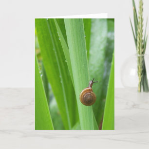 Climbing Garden Snail Note card