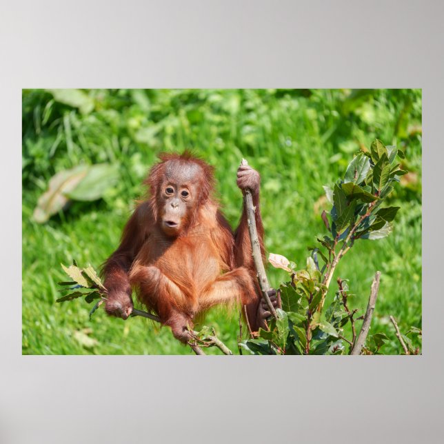 Climbing Orangutan Baby Poster (Front)