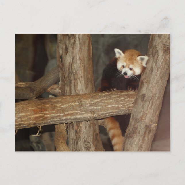 Climbing Panda Postcard (Front)