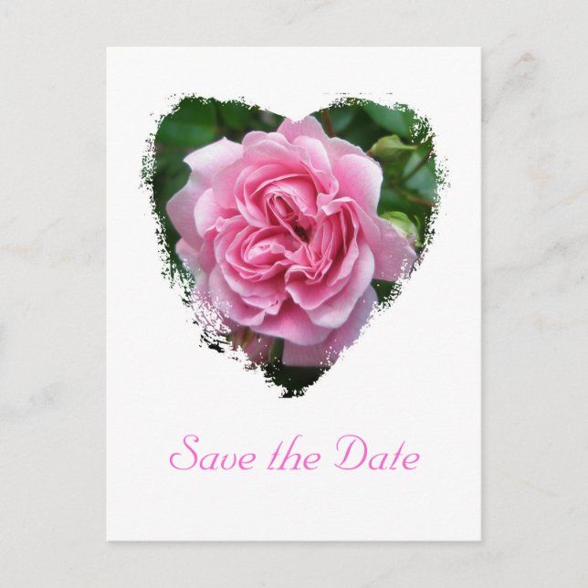 Climbing Rose Coordinating Items Announcement Postcard (Front)