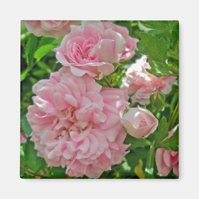 Climbing Rose Magnet (Front)