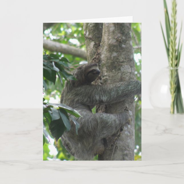 Climbing Sloth Greeting Card (Front)