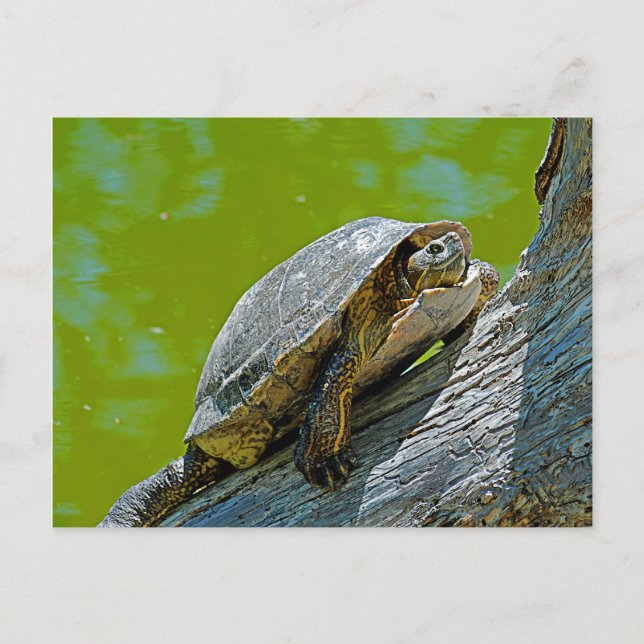 Climbing Turtle Postcard (Front)