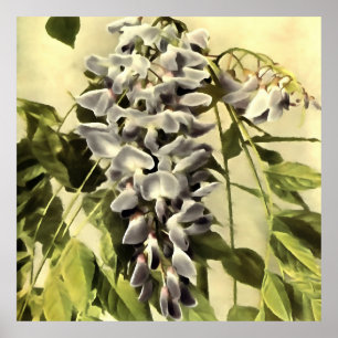 Climbing Windblown Wisteria Vine Acrylic Painting Poster