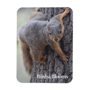 Clinging Squirrel Magnet