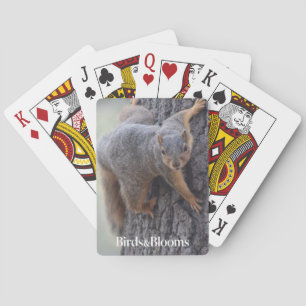 Clinging Squirrel Playing Cards