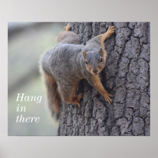 Clinging Squirrel Poster