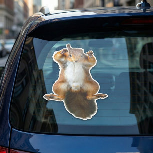 Clinging Squirrel Window Graphic
