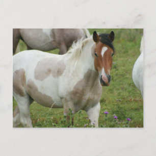 Clipped Paint Horse Postcard