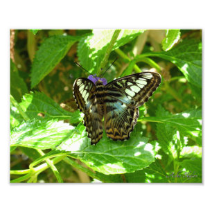 Clipper Butterfly Photo Print
