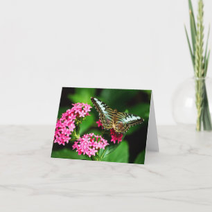 Clipper on Pentas 1 Card