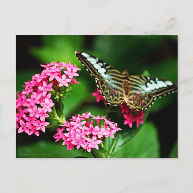 Clipper on Pentas 1 Postcard (Front)