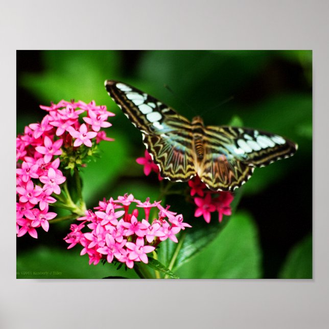 Clipper on Pentas 1 Print (Front)