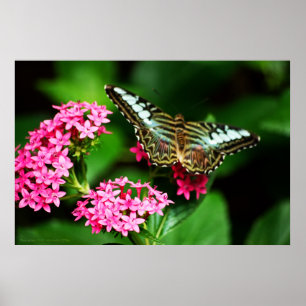 Clipper on Pentas 1 Print