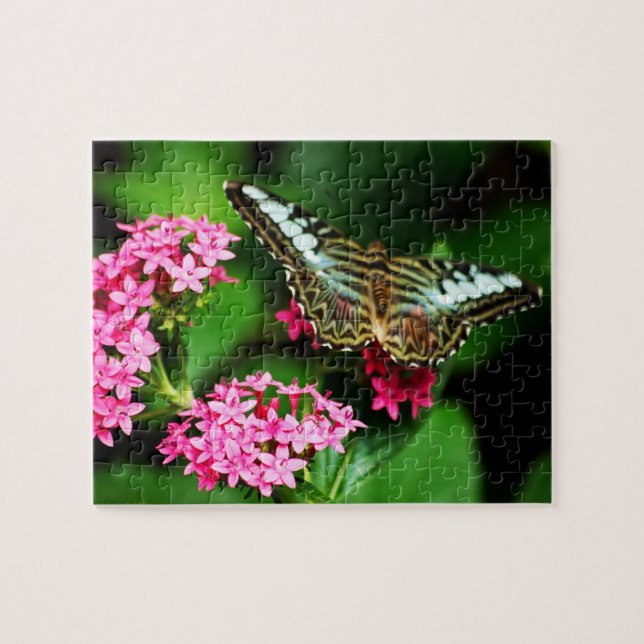 Clipper on Pentas 1 Puzzle (Horizontal)