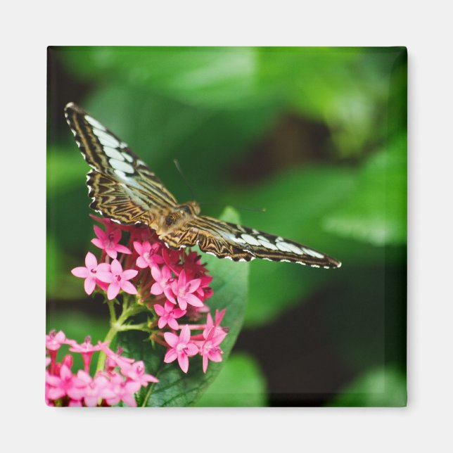 Clipper on Pentas 2 Magnet (Front)