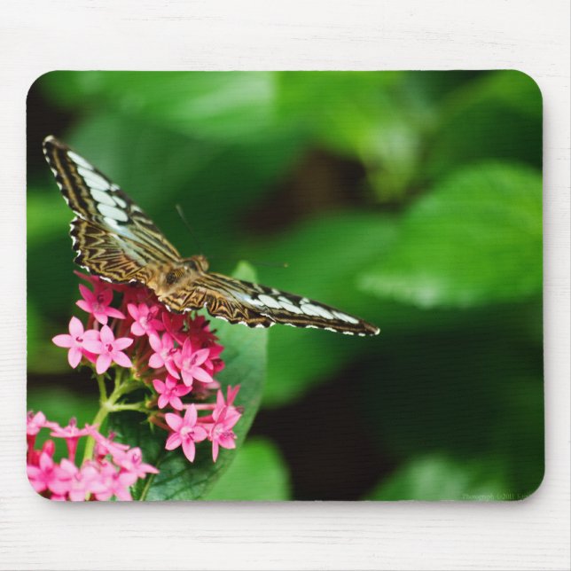 Clipper on Pentas 2 Mousepad (Front)