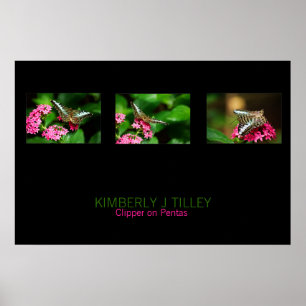 Clipper on Pentas Landscape Print