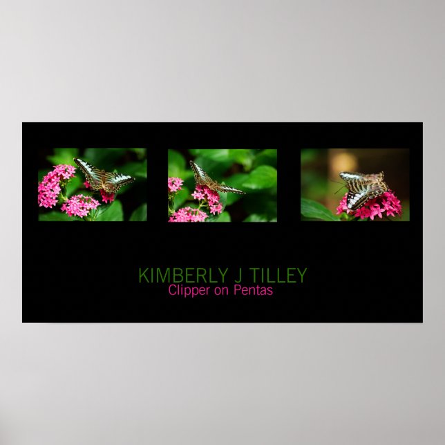 Clipper on Pentas Landscape Print (Front)