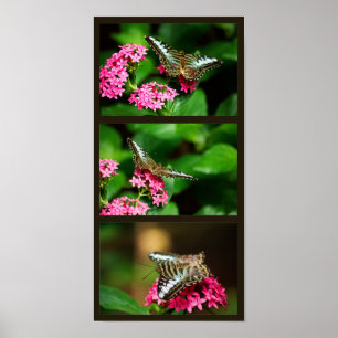 Clipper on Pentas (Portrait) Print