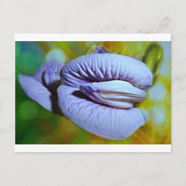 Clitoria Postcard (Front)