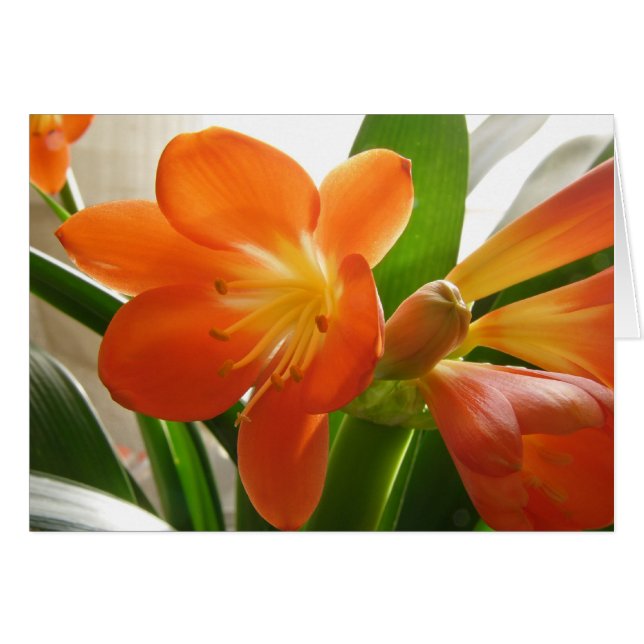 Clivia #1 (Front Horizontal)