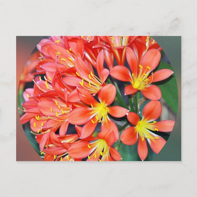 Clivia In Full Bloom Postcard (Front)