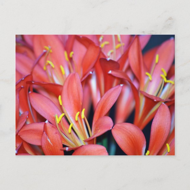 Clivia lily flower and origin postcard (Front)