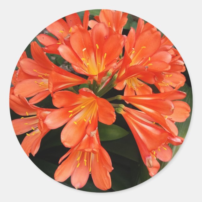 Clivia Miniata - The Orange Beautiful Flower Classic Round Sticker (Front)