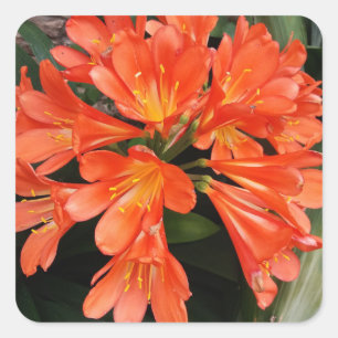 Clivia Miniata - The Orange Beautiful Flower Square Sticker