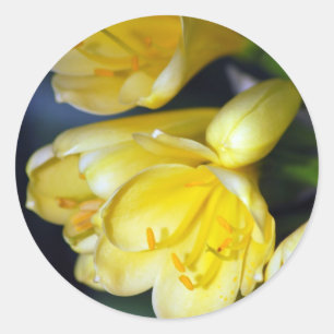 Clivia's Abundance Classic Round Sticker