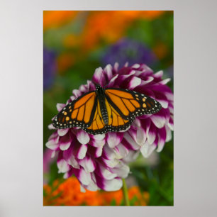 Cloak Butterfly Nymphalis Vaualbum Poster