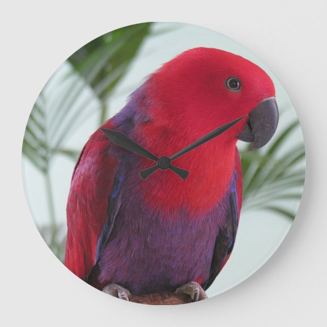 Clock beautiful Eclectus parrot red female pet (Front)