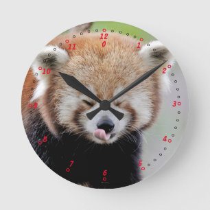 Clock Photo red panda , animals 0646.