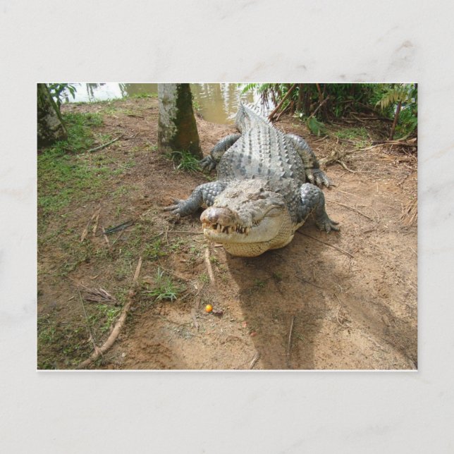 Close Call Postcard (Front)