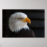 Close Photography of Bald Eagle