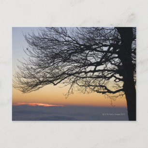 Close-up at sunset, silhouette postcard