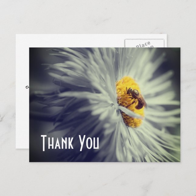 Close Up Bee On Flower Thank You Postcard (Front/Back)
