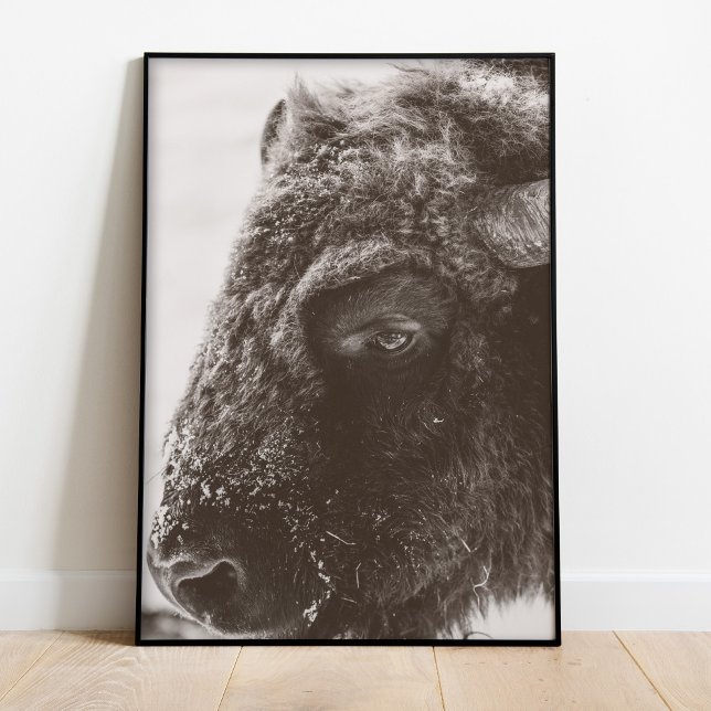 Close-Up Bison Portrait Black and White Wall Art (Buffalo Bison Photography Print)