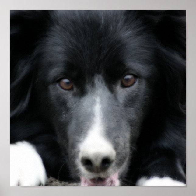 Close Up Black Border Collie Dog Face Orton Art Poster (Front)