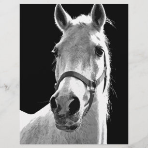 Close-up Black White Horse in Night