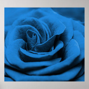 Close-up blue red rose, macro beauty. poster