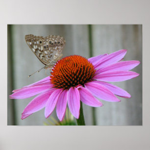 Close Up Butterfly Poster