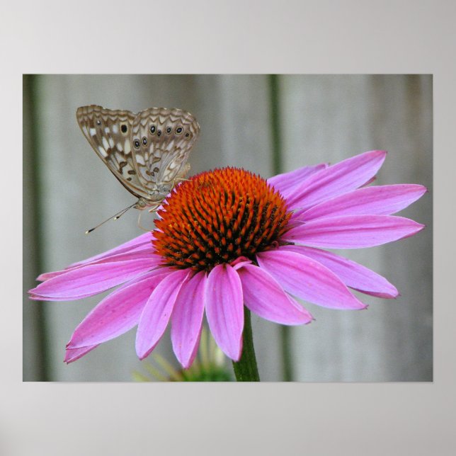 Close Up Butterfly Poster (Front)