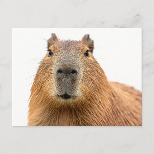 Close-Up Capybara Portrait Postcard (Front)