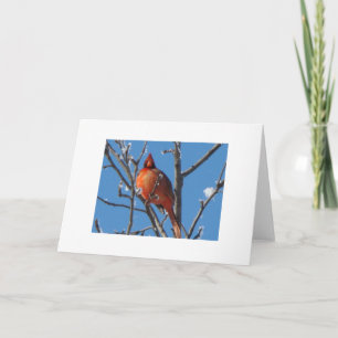 Close-Up Cardinal & Snow Fluff Card