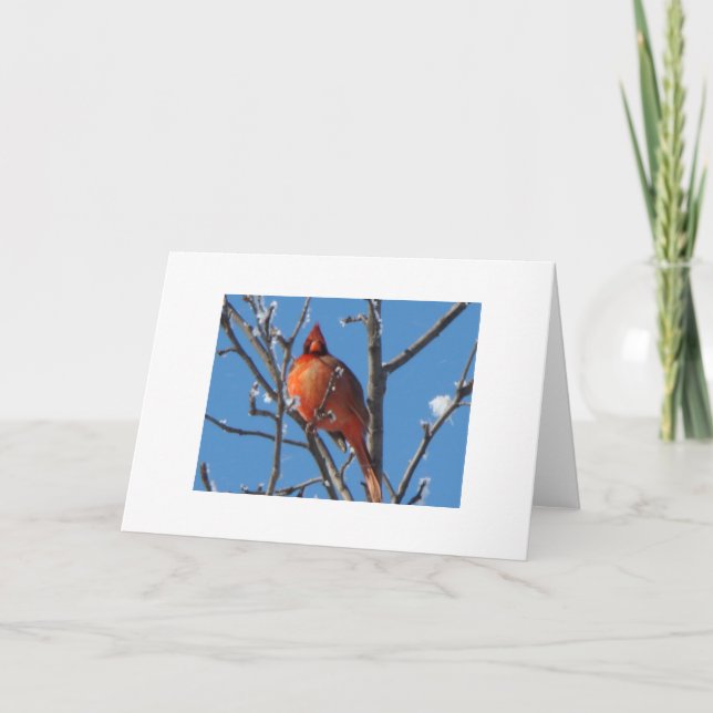Close-Up Cardinal & Snow Fluff Card (Front)