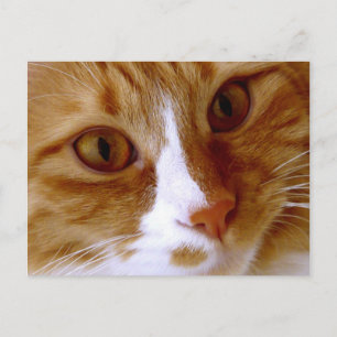Close Up Cat Postcard